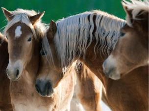 Okładka książki Puzzle Szczęśliwe konie 1500