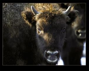 Okładka książki Żubr w Bieszczadach, Wisent in Bieszczady Mountain