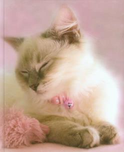 Opakowanie Notes koty