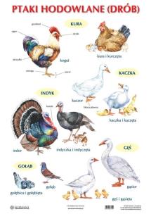 Okładka książki Plansza - Ptaki hodowlane (drób)