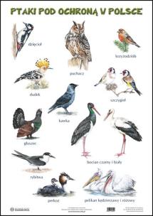 Okładka książki Plansza - Ssaki pod ochroną