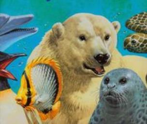 Okładka książki Zwierzęta Morskie