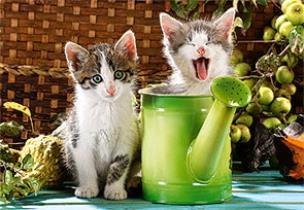 Okładka książki Puzzle 1000 Dwa kotki i zielona konewka CASTOR