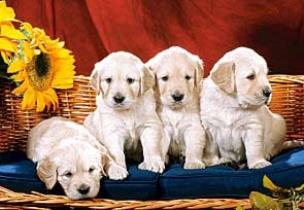 Okładka książki Puzzle 1000 Puppies With Sunflower