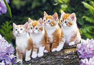 Okładka książki Puzzle 1000 Rude kociaki na drzewie CASTOR