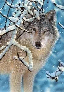 Okładka książki Puzzle 1000 Wilk zimą CASTOR