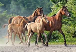 Okładka książki Puzzle 2000 Biegnące konie CASTOR