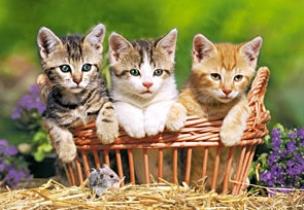 Okładka książki Puzzle 500 Kotki w koszyczku CASTOR