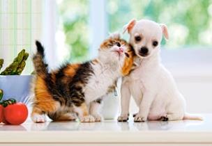 Okładka książki Puzzle 500 Piesek i kotek CASTOR