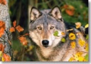 Okładka książki Puzzle 500 Wilk CASTOR