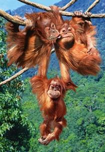 Okładka książki Puzzle 500 Zabawa małpek CASTOR