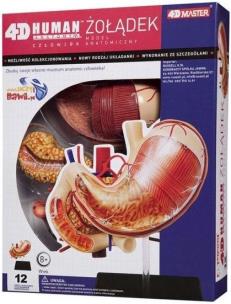 Okładka książki Anatomia człowieka - Żołądek