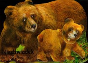 Okładka książki Niedźwiadek