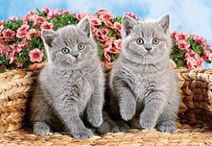 Opakowanie Puzzle 120 Kotki CASTOR