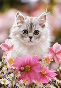 Opakowanie Puzzle 260 Kotek i kwiaty CASTOR