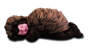 Opakowanie Śpiący jeżyk