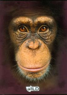 Opakowanie Zeszyt A5 Wild w kratkę 80 kartek Małpa