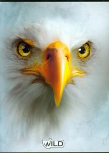 Opakowanie Zeszyt A5 Wild w kratkę 80 kartek Orzeł