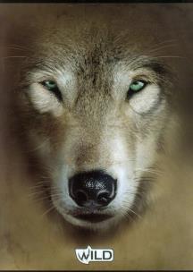 Opakowanie Zeszyt A5 Wild w kratkę 80 kartek Wilk