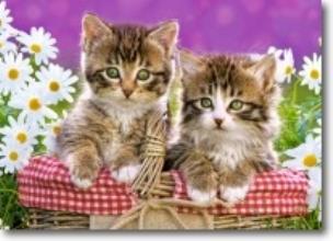 Okładka książki Puzzle 70 - Kocięta w koszyku CASTOR