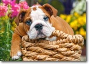 Okładka książki Puzzle 70 - Słodki Buldog CASTOR