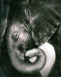 Opakowanie Notes Słonik