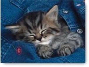 Okładka książki Puzzle Wtulony kotek 500