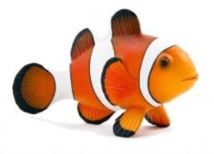 Opakowanie Błazenek ANIMAL PLANET