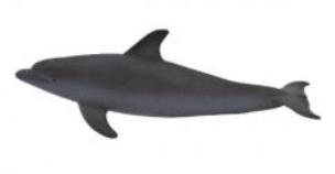 Opakowanie Delfin butlonosy ANIMAL PLANET
