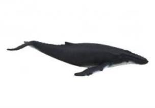 Opakowanie Humbak (kolekcja delux) ANIMAL PLANET