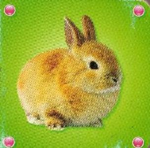 Okładka książki Kosteczka - Królik