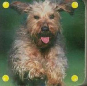 Okładka książki Mini kosteczka - Pies