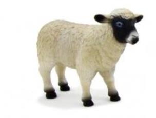 Opakowanie Owca czarnogłówka ANIMAL PLANET