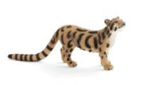 Opakowanie Pantera mglista ANIMAL PLANET