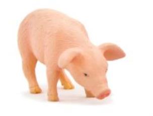 Opakowanie Prosię jedzące ANIMAL PLANET