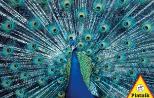 Opakowanie Puzzle 1000 - Paw PIATNIK