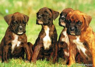 Opakowanie Puzzle 104 - Szczeniaki MAXIM