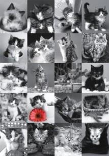 Opakowanie Puzzle 1500 Kotki DINO