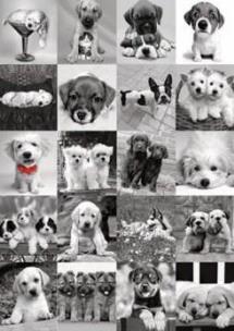 Opakowanie Puzzle 1500 Pieski DINO