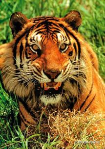 Opakowanie Puzzle 260 - Tygrys MAXIM