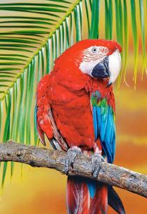 Okładka książki Puzzle 500 Papuga CASTOR