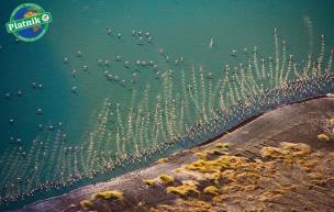 Opakowanie Puzzle 1000 - Flamingi PIATNIK