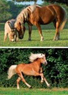 Opakowanie Puzzle 2x48 Konie DINO