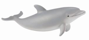 Okładka książki Delfin butlonosy młody
