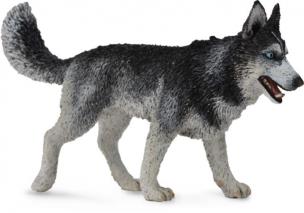 Opakowanie Pies Rasy Siberian Husky