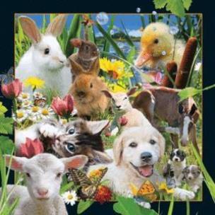 Opakowanie Magnes 3D Farma