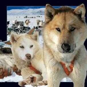 Okładka książki Magnes 3D Husky