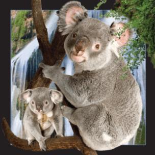 Opakowanie Magnes 3D Koala