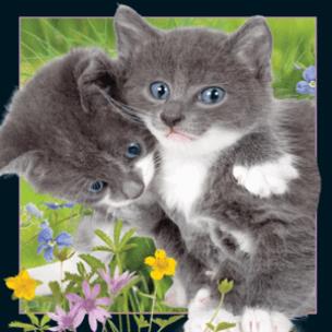 Opakowanie Magnes 3D Kocięta