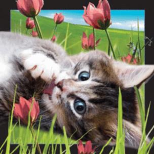 Opakowanie Magnes 3D Kot